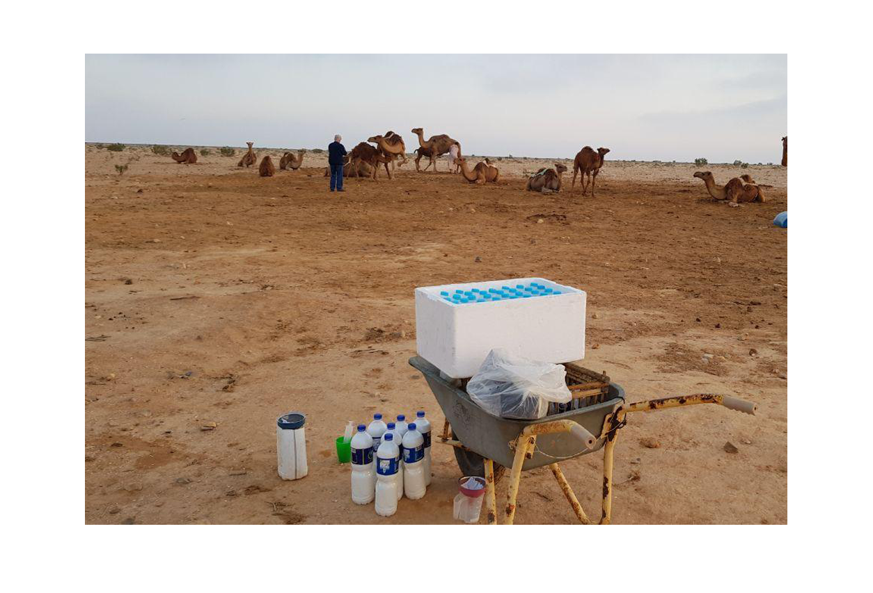 Лечение цирроза печени верблюжьим молоком